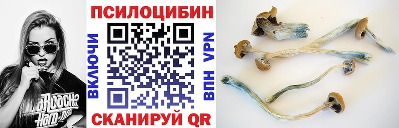 Псилоцибиновые грибы Psilocybe Нижневартовск